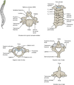 C6 Disc Bulging: What you Need to Know | Dr Baker Blog