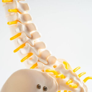 Knee Brace Sciatic Nerve Brace Radiating Pain Sciatic Pain Relief Knee Pain Sciatic Pain Sciatic Nerve Pain Back Pain Does Sciatica Knee 