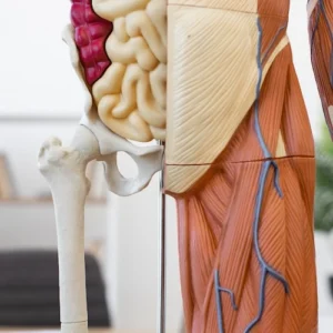 Hip Pain Radiating Thigh Bone Hip Disorders Called Knee Pain Bear Weight Feeling Hip Pain Lumbar Spine Hip Fracture